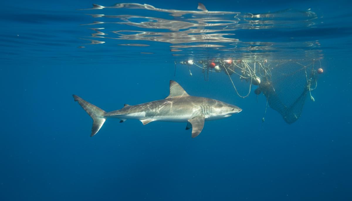 Молодая белая акула, около двух метров в длину, грациозно плывет в чистых голубых водах Средиземного моря, солнечные лучи пробиваются сквозь толщу воды.