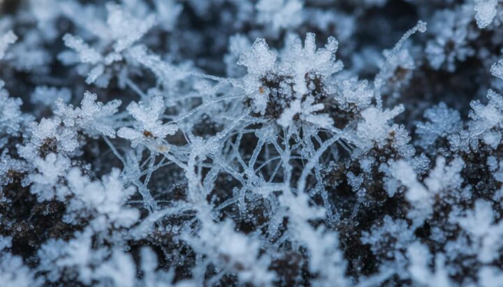 Ученые обнаружили в грибах белки для управления кристаллизацией льда