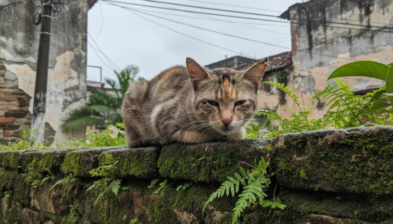 В Уругвае подтверждено распространение грибка: инфекция передается от кошек