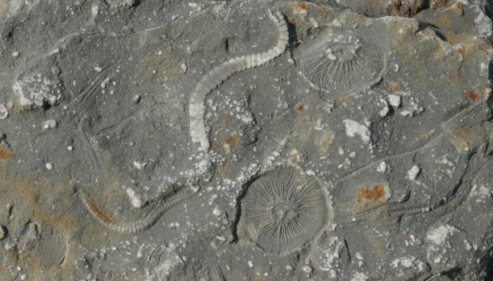 Открытие в Китае: эволюция сложных организмов началась до кембрийского взрыва