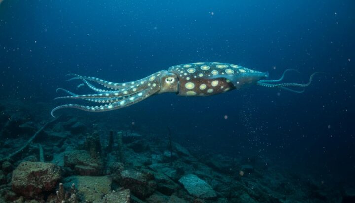 Исследование: эволюция кальмаров ускорилась после массового вымирания