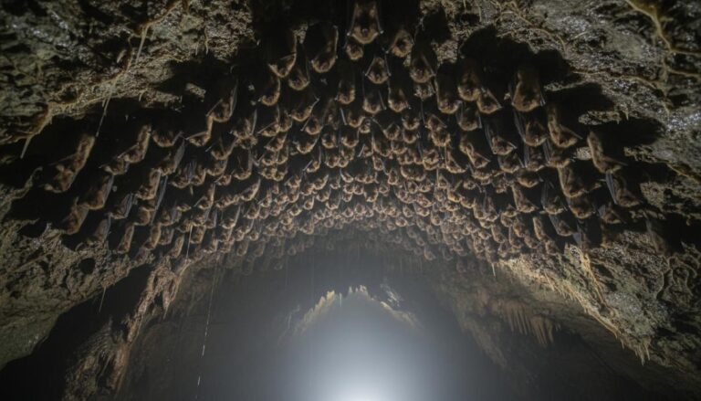 День защиты летучих мышей: роль рукокрылых в устойчивости экосистем