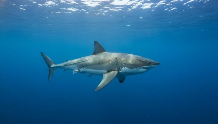 потепление океана: угроза для метаболизма крупных хищных рыб