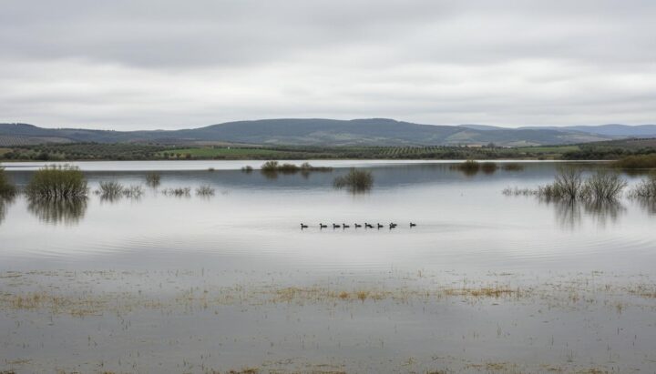 Уровень воды в водохранилище Эль-Викарио ограничил биоразнообразие птиц