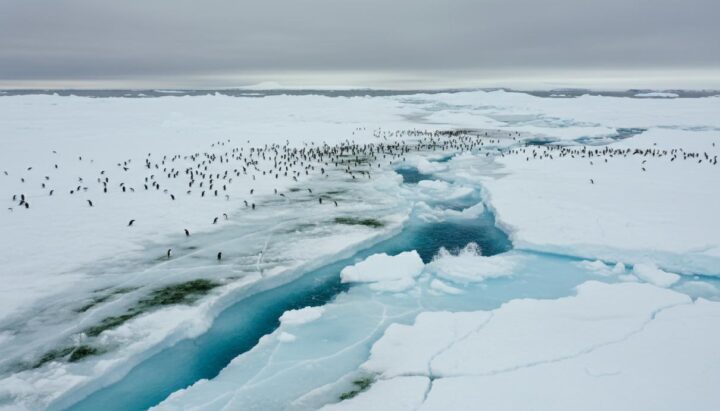 Всемирный день пингвинов: влияние климатических изменений на популяцию