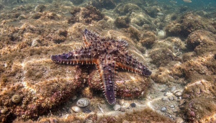 Геном морских звезд адаптируется к температуре и солености воды
