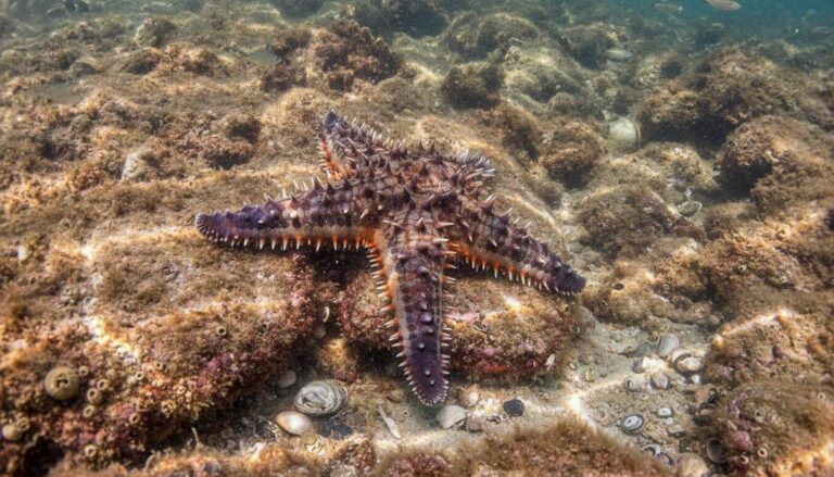 Геном морских звезд адаптируется к температуре и солености воды